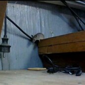 Το πιο πεισματάρικο ποντίκι του κόσμου 