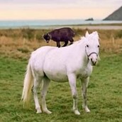 Τι κάνει μια μικρή κατσίκα πάνω σε ένα άλογο;