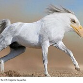 Κι άλλα περίεργα είδη ζώων