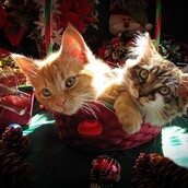 Φέτος τα Χριστούγεννα, κάντε δώρο μια γάτα