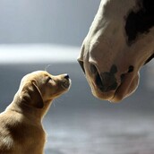 Όταν ένας σκύλος αγαπάει ένα άλογο