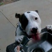 Σκύλοι που αγαπούν το νερό!