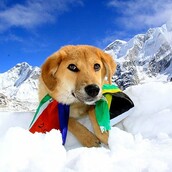 Rupee! Ο πρώτος σκύλος που κατέκτησε το Έβερεστ! 