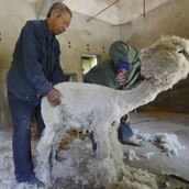 Κουρεύοντας ένα αλπάκα