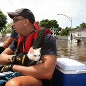 20 γατούλες που διασώθηκαν από πυροσβέστες!