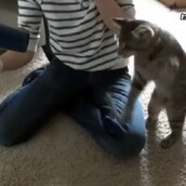 Ζώα και πιστολάκι για τα μαλλιά