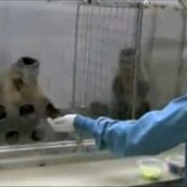 Το αγγουράκι να το φας εσύ! 