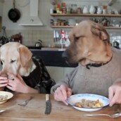 Το απίθανο δείπνο δύο σκυλιών 