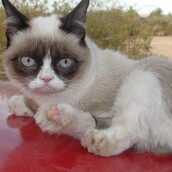 Η διασημότερη γάτα του ίντερνετ θα γίνει ταινία