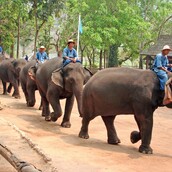 Η αλήθεια πίσω από την εκμετάλλευση ελεφάντων στην Ταϊλάνδη