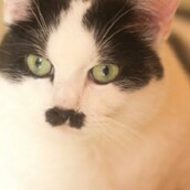 Είκοσι γάτες που μοιάζουν με τον Χίτλερ