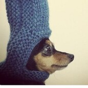 #LIFOPETS (6): Αυτά είναι τα κατοικίδιά μας