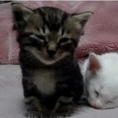 Τα απαραίτητα χαριτωμένα γατάκια