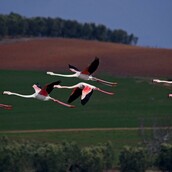 Ροζ φλαμινγκο στη Χαλκιδική