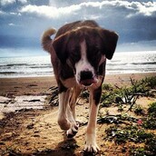 #LIFOPETS (19): Αυτά είναι τα κατοικίδιά μας