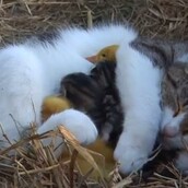 Η υπέροχη γάτα που υιοθέτησε ορφανά παπάκια