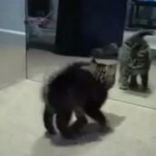 Γατάκι ανακαλύπτει τον εαυτό του στον καθρέφτη