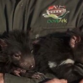 Διαβολάκια της Τασμανίας [ΒΙΝΤΕΟ]