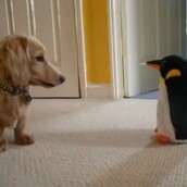 Σκυλάκος εναντίον (ψεύτικου) πιγκουίνου!