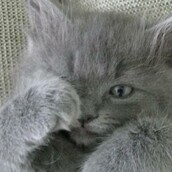 #LIFOPETS (18): Αυτά είναι τα κατοικίδιά μας