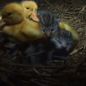 Η επιστροφή της υπέροχης γάτας που υιοθέτησε ορφανά παπάκια