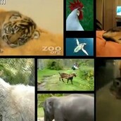 Βίντεο: Η ορχήστρα των ζώων