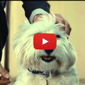 Αυτή η διαφήμιση θα σας συγκινήσει