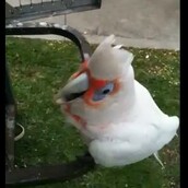 O παπαγάλος που μιλάει (και τραγουδάει!) ελληνικά