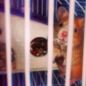 #LIFOPETS (13): Αυτά είναι τα κατοικίδιά μας