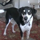 Σκύλος θέλει γάτα