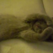 Ενα γατάκι ονειρεύεται