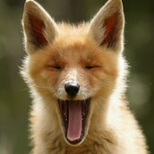 12 φωτογραφίες από αξιαγάπητα αλεπουδάκια