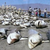 Ο άνθρωπος φοβάται τους καρχαρίες, αλλά…