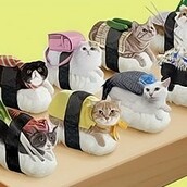 Γάτες ντυμένες... σούσι