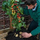 Tomtatoe! Πατάτες και ντομάτες μαζί