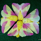 H πιο όμορφη 'Πεταλουδίτσα της Νύχτας' (Σαν ψεύτικη!)