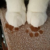 Ποιό είναι το πιο χαριτωμένο πράγμα σε μία γάτα;