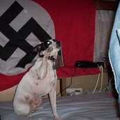 Βρέθηκε κι ο σκύλος του Χρήστου Παππά!