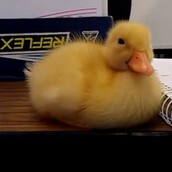 Ένα νυσταγμένο παπάκι