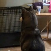 Ο πιο ταλαντούχος ηθοποιός του κόσμου...