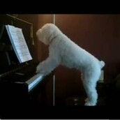 ΒΙΝΤΕΟ: Ένα υπέροχο σκυλάκι παίζει πιάνο και τραγουδάει