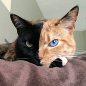 Η αξιολάτρευτη γάτα Χίμαιρα