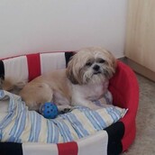 Χάθηκε ο σκυλάκος Πόγκο στην περιοχή της Βαρυμπόμπης