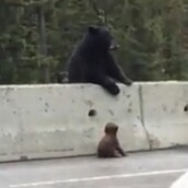 Μαμά αρκούδα σώζει το αρκουδάκι της από πολυσύχναστο δρόμο!