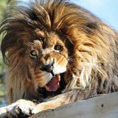 19 ζώα που φωτογραφίζονται όταν δεν το περιμένουν