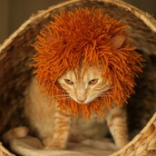 Γατάκι ή λιονταράκι;