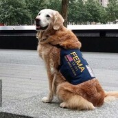 15χρονη σκυλίτσα-διασώστης υποψήφια για το παράσημο γενναιότητας