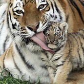 25 χαριτωμένες στιγμές γονιών με τα παιδιά τους στο ζωικό βασίλειο