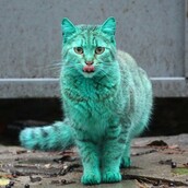 H περίεργη πράσινη γάτα της Βουλγαρίας