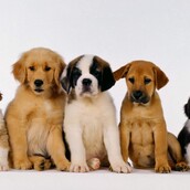  Τα 12 ακριβότερα κουτάβια του κόσμου